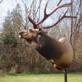 Bugling Elk Bugling Elk